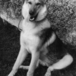 Fergie's Sweater. The Denney family graciously gave Coach Dan Omlor one of their German Shepherd pups. The cheerleaders in 1966-67 adopted the dog and included it in routines. Margaret Tucker knitted the dog this sweater to wear on game nights. After graduating from Ferguson, the dog lived for 16 years on the Omlor farm in Pennsylvania. Fergie is shown at right. Fergie's Sweater. The Denney family graciously gave Coach Dan Omlor one of their German Shepherd pups. The cheerleaders in 1966-67 adopted the dog and included it in routines. Margaret Tucker knitted the dog this sweater to wear on game nights. After graduating from Ferguson, the dog lived for 16 years on the Omlor farm in Pennsylvania. Fergie is shown at right.